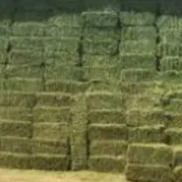 یونجه خشک درجه یک بدون علف