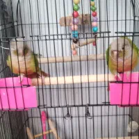 گرینچیک عروس هلندی مرغ عشق|پرنده|مشهد, شهرک مهرگان|دیوار