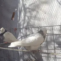 کبوتر|پرنده|بیستون, |دیوار