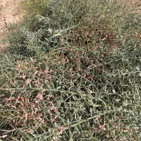 خار شتر