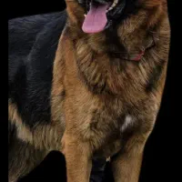 سگ ژرمن  کاملا اصیل