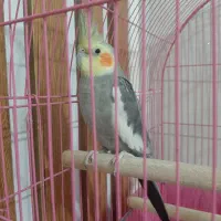 عروس هلندی سخنگو نر و ماده