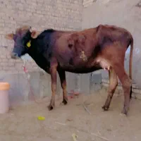 گاوگوساله ماده حلاف یک