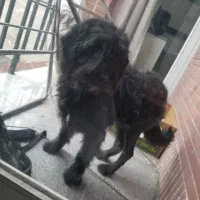 پیداش کردیم