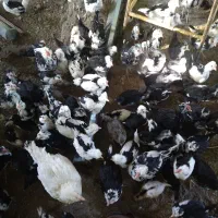 مرغ و خروس گلین ریشوچهل تاج|حیوانات مزرعه|ارژن, |دیوار