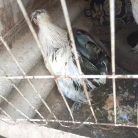 خروس برهما
