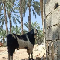 پازن سرحال جوان هیکل فیت|حیوانات مزرعه|جم, |دیوار