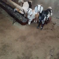 حراج بز جوان ب شرط