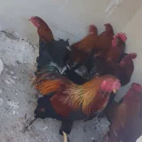 خروس دورگ