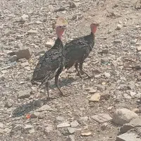 فروش بوقلمون و مرغ