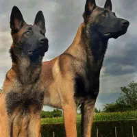 فروش سگ مالینویز