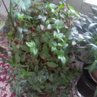 فروشی|گل و گیاه طبیعی|سیلاخور, |دیوار