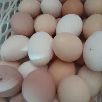 تخم مرغ نطفه دار