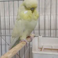 مرغ عشق انگلیسی