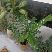 گل زاموفیلیا و دیفن باخیا