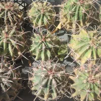 فروش کاکتوس|گل و گیاه طبیعی|مشگین شهر, |دیوار