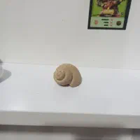 فسیل حلزون قدمت دار