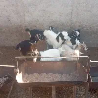 بزغاله جوان مناسب نگهداری وکشتار|حیوانات مزرعه|قرچک, صالح آباد|دیوار