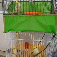 ۴ عدد عروس هلندی