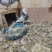 طوقی|پرنده|شادگان, |دیوار