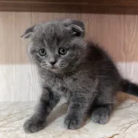 گربه اسکاتیش