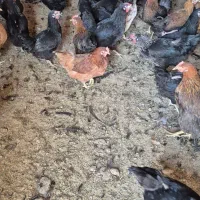 فروش تعداد ۱۰۰ قطعه مرغ ۱۱ ماهه گلپایگانی