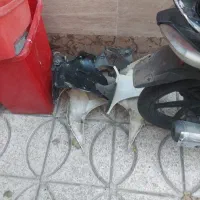 موتور طرح ویو ناتاری مدل ۹۷|موتورسیکلت|تهران, خلیج فارس|دیوار