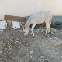 کره الاغ نرفروشی گله ای