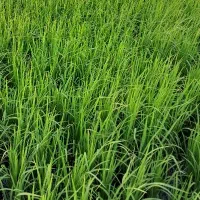 بذر شالی دم سیاه