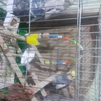 عروس هلندی نر و ماده البینو|پرنده|مهرگان, |دیوار