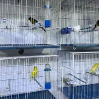 قناری رسمی بلند،جیور،جیبوس ،ردفکتور،رسمی خودمونی