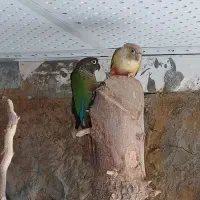 طوطی ملنگو و جفت گینجک|پرنده|شاندیز, |دیوار