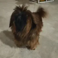 سگ پامر فندق حرف گوش کن