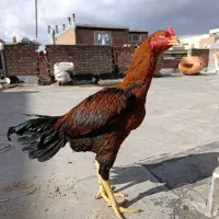 خروس لاری|حیوانات مزرعه|نقده, |دیوار