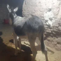 دو عدد خر گله یک عدد نرکی اخته دوم ماچکی|حیوانات مزرعه|قم, قلعه عموحسین|دیوار