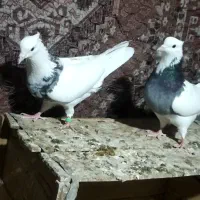 کبوتر|پرنده|اردکان, |دیوار