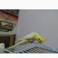 عروس هلندی گم شده|حیوانات|بندرعباس, |دیوار