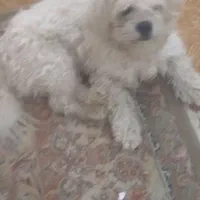 سگ شیتزونر|سگ|پاکدشت, پاکدشت (مامازند)|دیوار