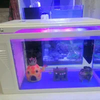 آکواریوم شیشه خم شرکتی کمری بک سامپ با لوازم وماهی|ماهی|تهران, دژکام|دیوار