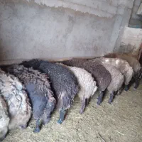 گوسفندنرپرواری