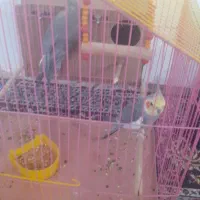 عروس هلندی نروماده مولد|پرنده|گلپایگان, |دیوار