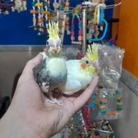 طوطی عروس هلندی سرلاکی در انواع رنگ و سن