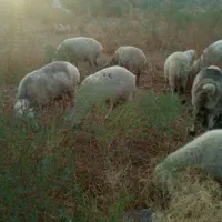 میش فروشی ارزوئیه|حیوانات مزرعه|ارزوئیه, |دیوار