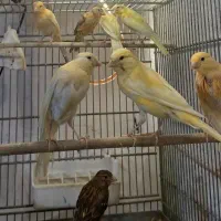 جوجه قناری  ۳ ماه خونگی دون خور