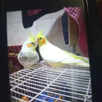 عروس هلندی جفت با قفس