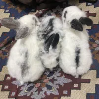 خرگوش لپ