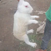 خرگوش|موش و خرگوش|گنبد کاووس, |دیوار