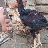خروس|حیوانات مزرعه|مشهد, هفده شهریور|دیوار