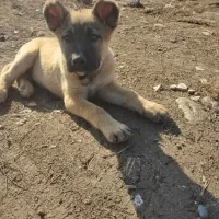 توله سگ محلی|سگ|پارس‌آباد, |دیوار