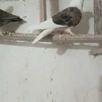 پشتی  کاکل تمیز  نر شاستی درست  طوقی لیمویی میزون